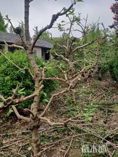 高度250厘米蜡梅