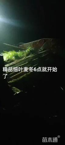 高度35厘米春鹃小苗