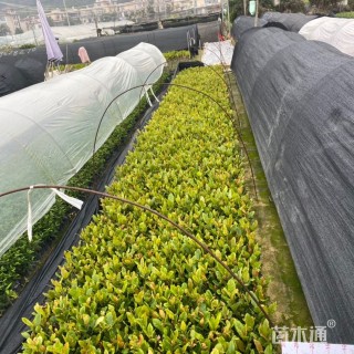 高度20厘米龙船花