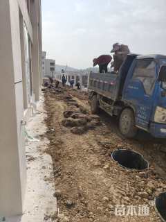 草卷状百慕大草