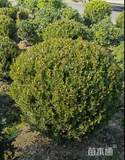 冠幅100厘米瓜子黄杨球