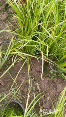 高度30厘米石菖蒲