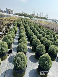 高度40厘米球柏