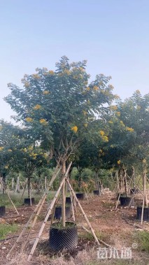 8公分黄花槐