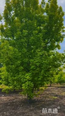 高度400厘米丛生美国红枫