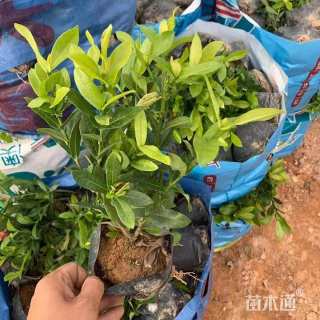 高度30厘米龙船花