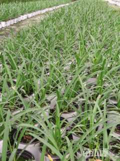 高度20厘米百子莲