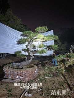 12公分造型黑松