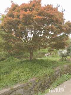 高度5000厘米羽毛枫