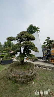 容器苗造型罗汉松