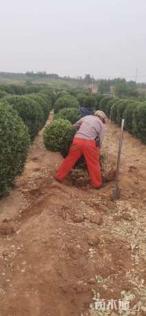 冠幅100厘米大叶黄杨球