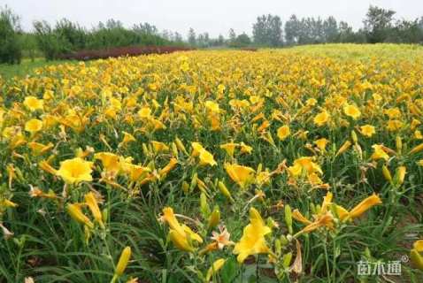 高度20厘米金娃娃萱草