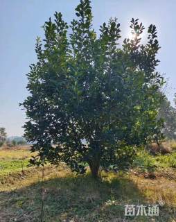 15公分丛生香泡