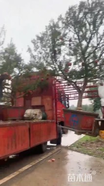 高度200厘米石榴