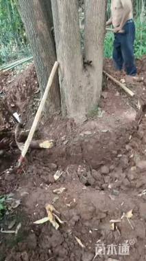 13公分丛生香樟