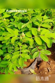 高度20厘米四季玫瑰