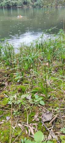 高度30厘米风车草