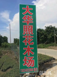 主蔓长15厘米龟背竹