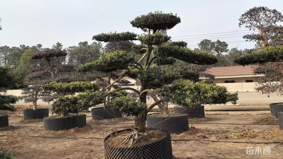 容器苗造型罗汉松