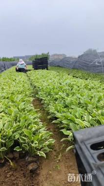 高度20厘米金边玉簪