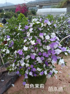 高度20厘米鸳鸯茉莉