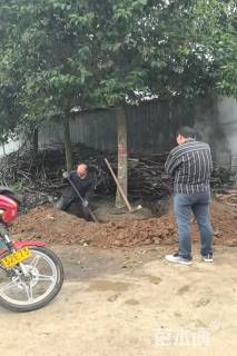 12公分大叶女贞