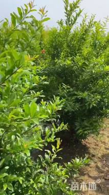 高度250厘米丛生石榴