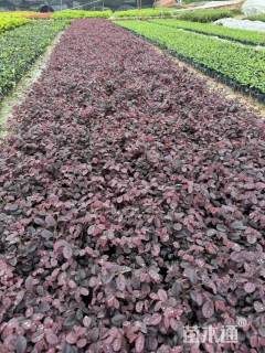 高度20厘米红花继木杯苗