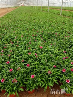 高度15厘米石竹