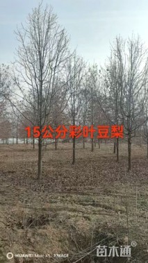 15公分彩叶豆梨-秋火焰