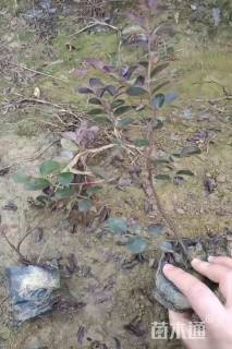 高度30厘米红花继木