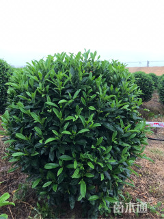 高度120厘米非洲茉莉