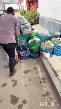 高度9厘米欧石竹