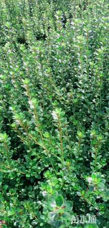 高度30厘米夏鹃