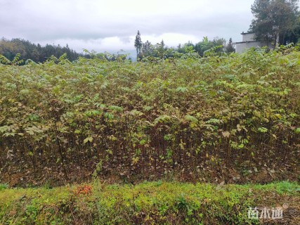 高度40厘米柏木