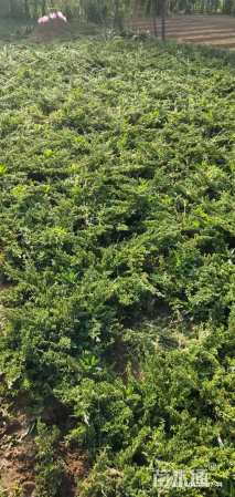 高度40厘米铺地柏