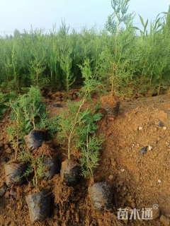 高度80厘米侧柏