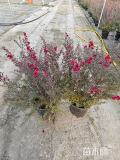 高度30厘米地被/花草