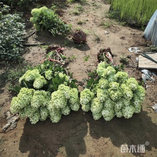 高度150厘米木本绣球