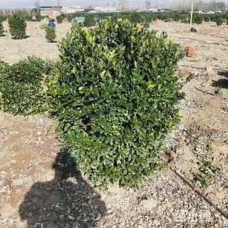 高度90厘米大叶黄杨