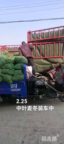 高度15厘米中叶麦冬