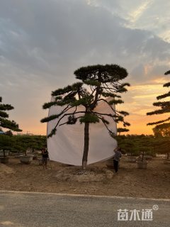 18公分造型油松