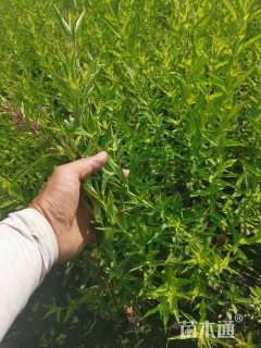 高度50厘米千屈菜