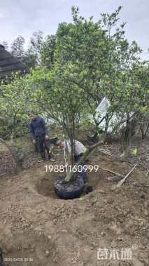 高度200厘米栀子花