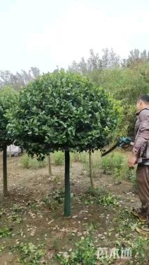 7公分高杆卫矛球