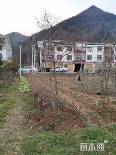 高度300厘米金钟花