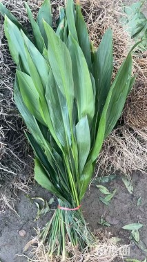 高度70厘米蜘蛛抱蛋