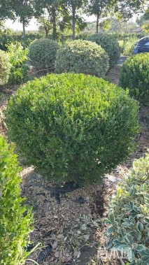 冠幅150厘米瓜子黄杨球