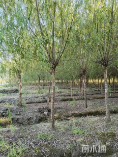 10公分西湖垂柳