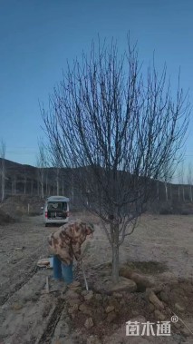 35公分八棱海棠